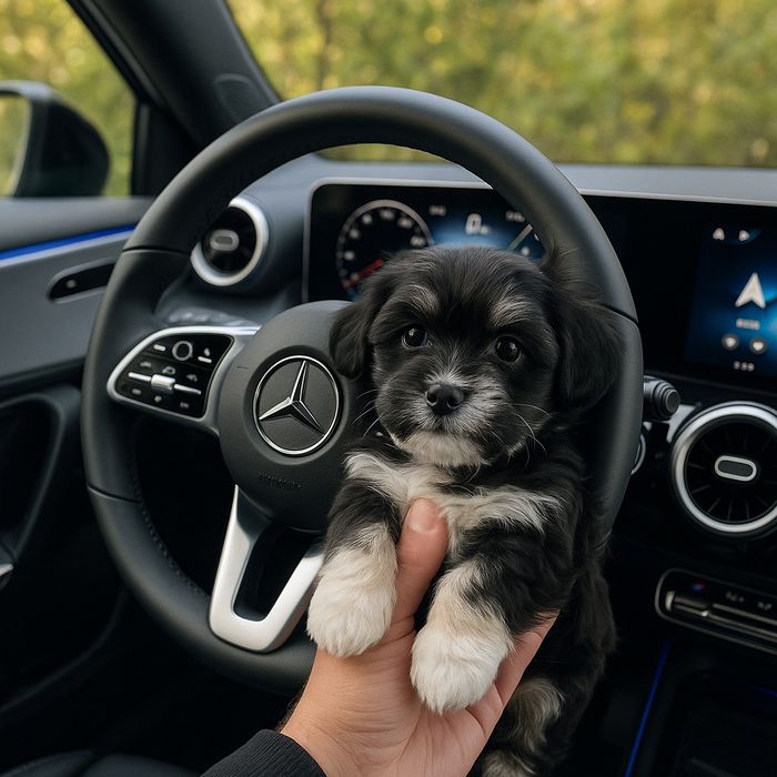 yorkshire terrier mini toy