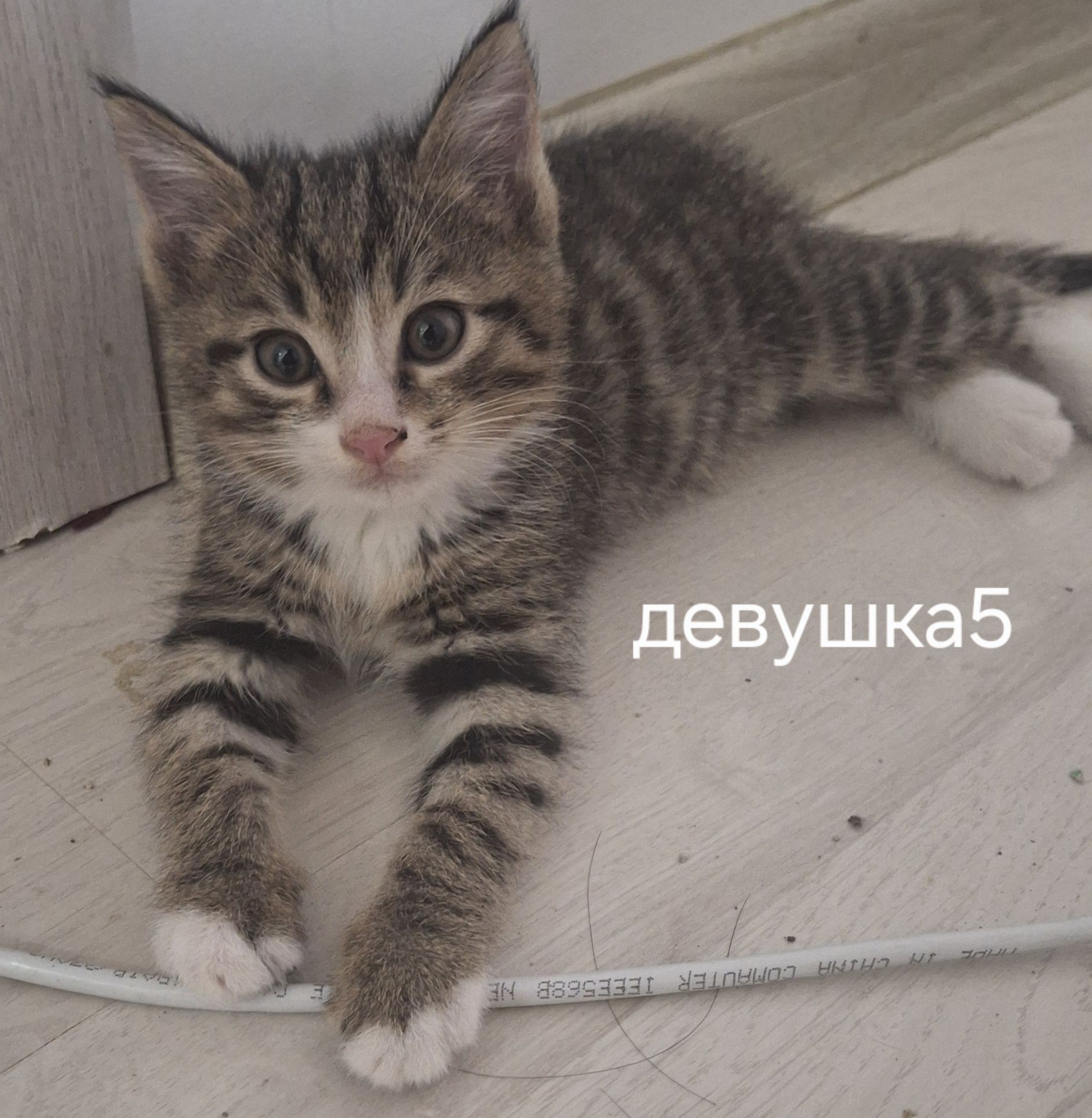 В добрые руки домашние котики мушук боллари берилади