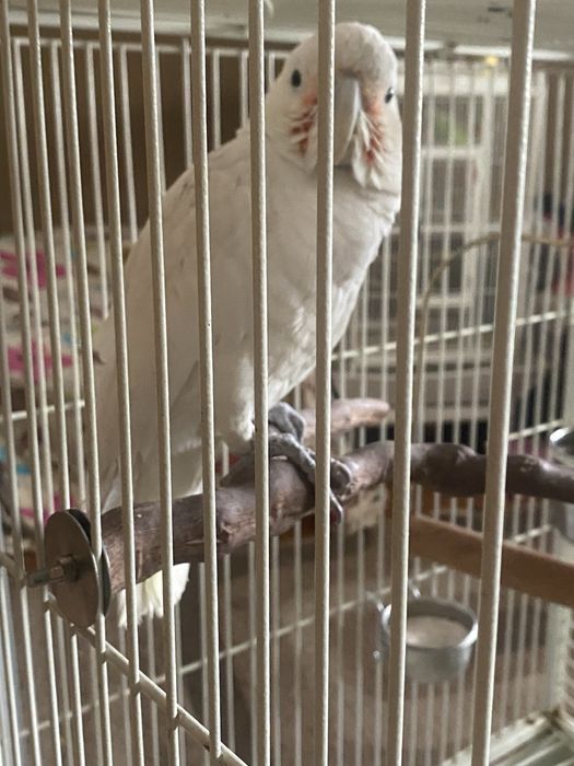 Продам какаду с клеткой