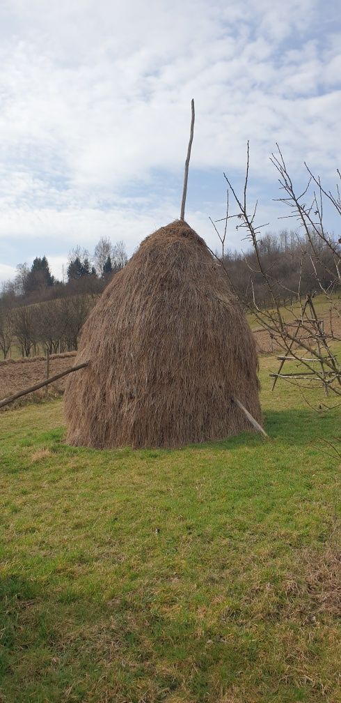 Fan si otava de vanzare