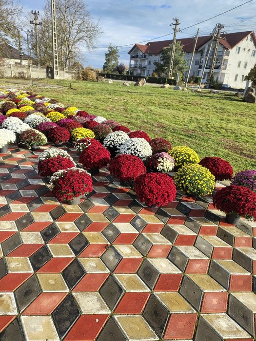 Crizanteme la ghiveci