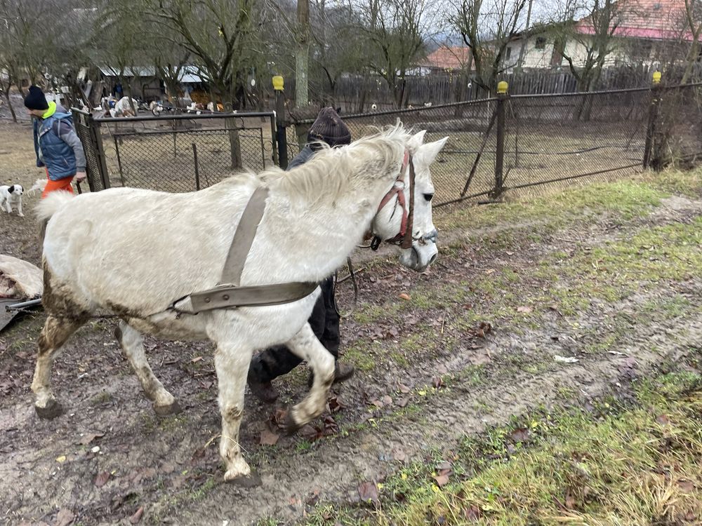 Cal 15 ani cojmanesti gorj