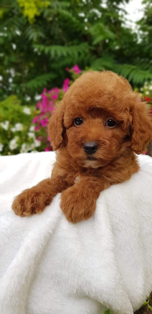 Puiut Pudel/Poodel/Caniche roscat - red , apricot toy deosebit
