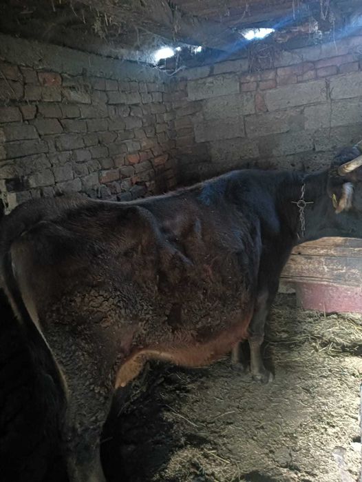 Vand vaca gestanta in 5 luni