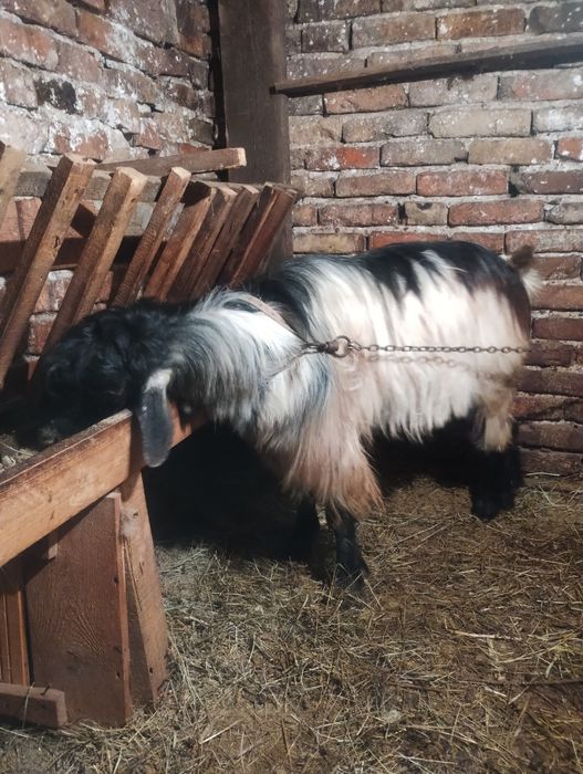 Продавам младо пръчле + шилета