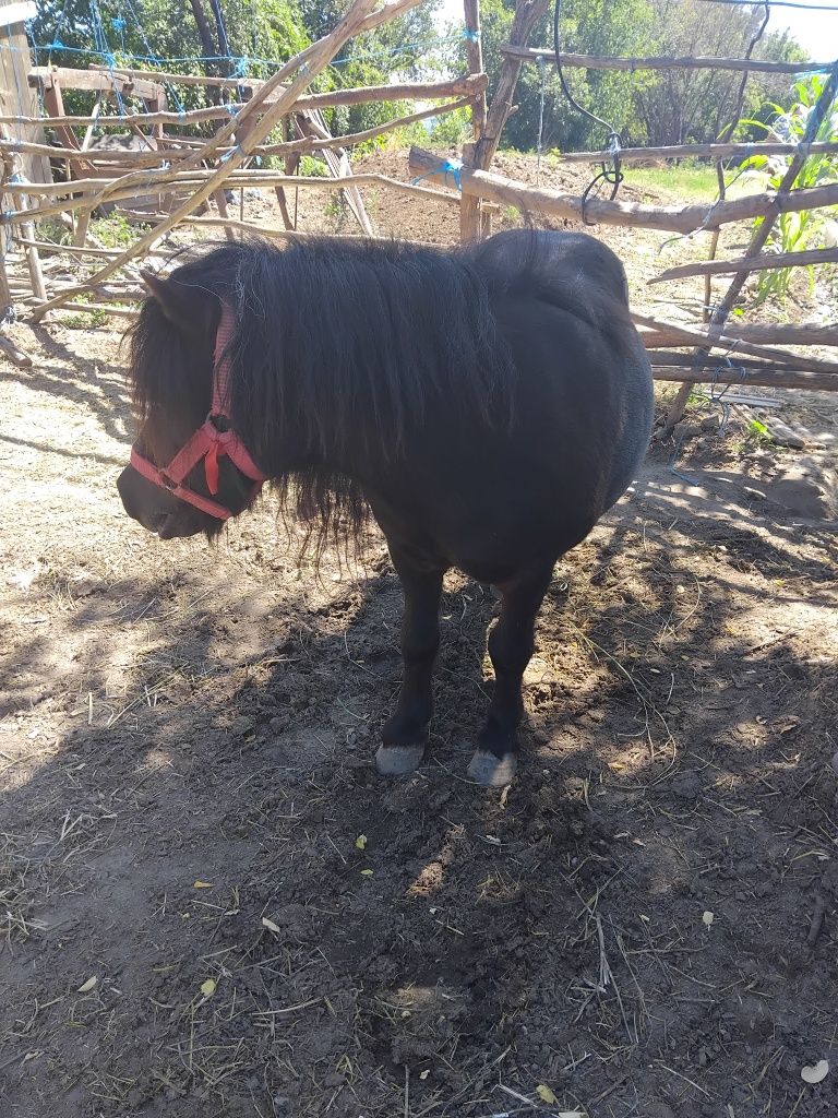 Ponei de vânzare