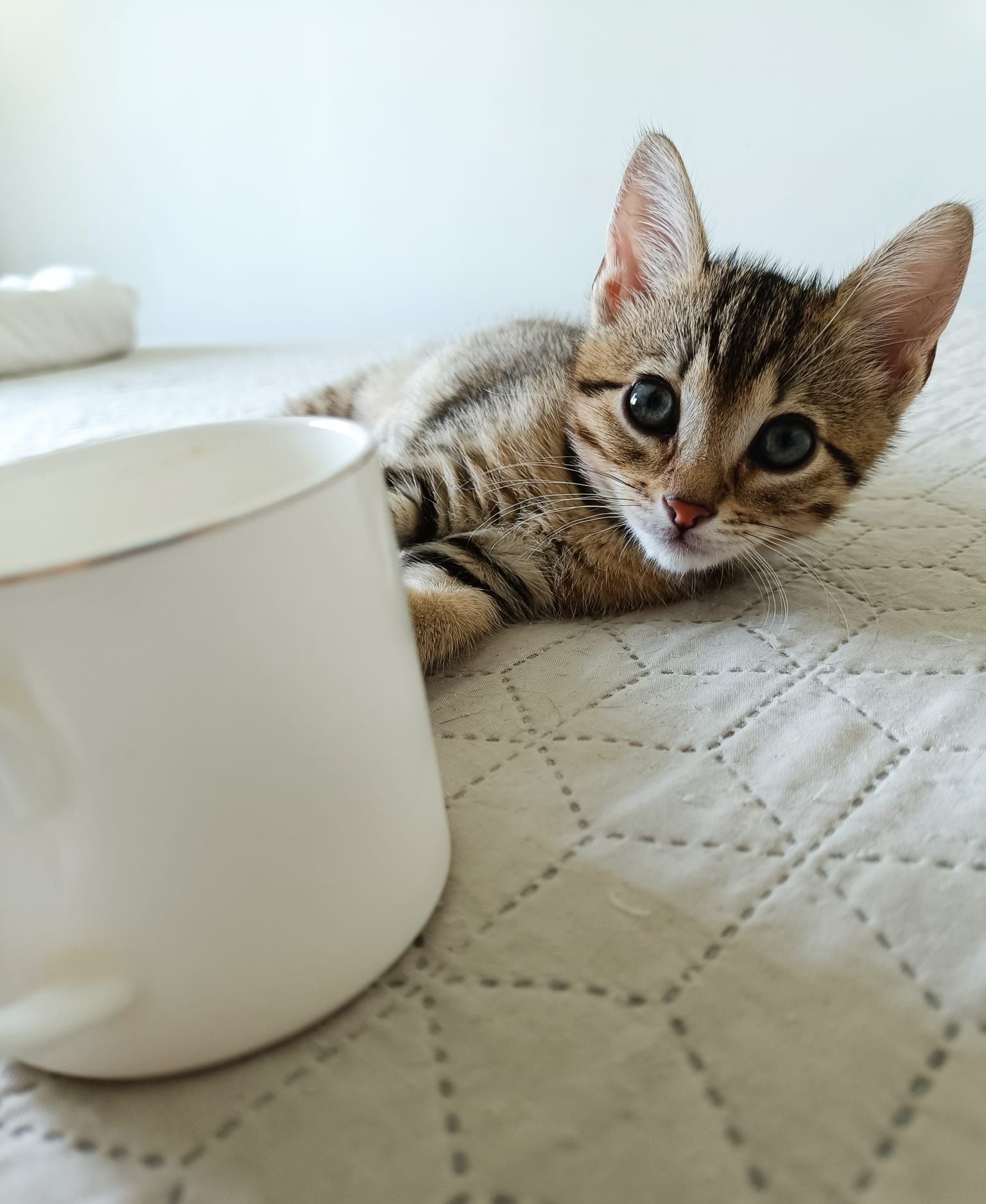Pisicul Hendrix te va cuceri instant. Adoptă-l!