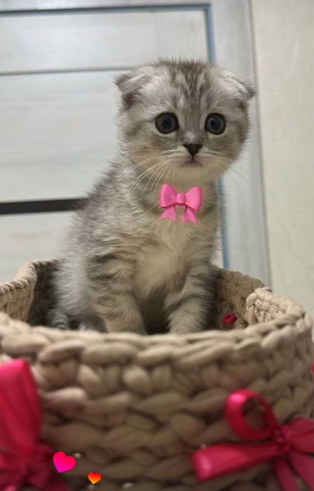 Zottor Mushuk bollari