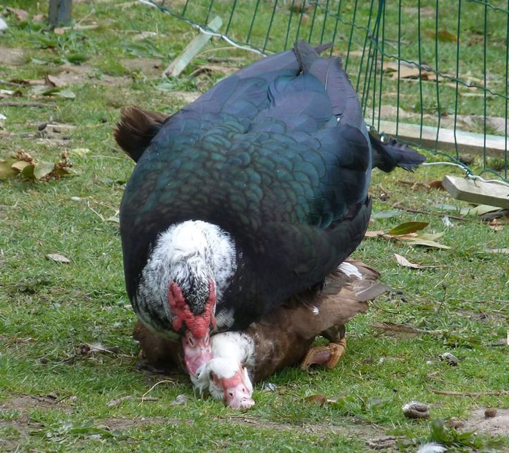 Индоутка и пекенски утка прадаю