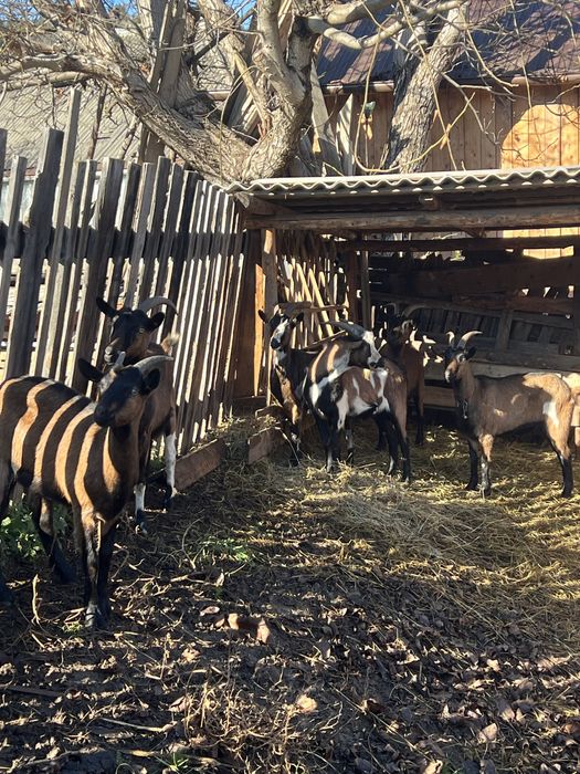 Capre gestante 1-2 ani