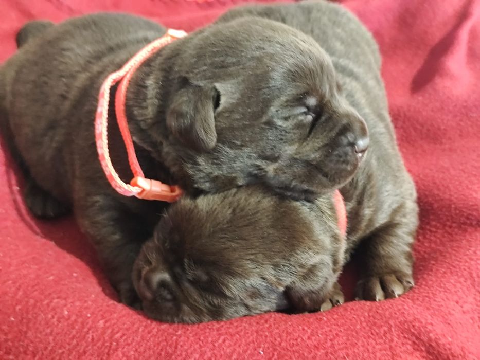 Pui Labrador ciocolatiu cu Pedigree