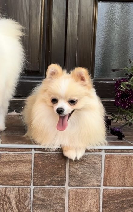 Femela Pomeranian crem/roșcat cu PEDIGREE