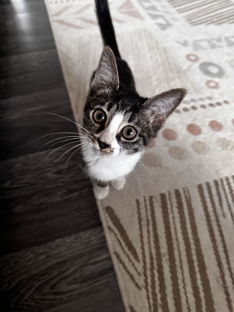 Отдам котят бесплатно