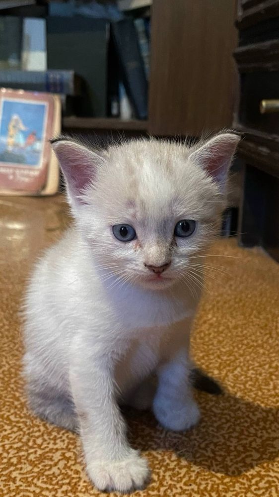 продам котят в хорошие руки