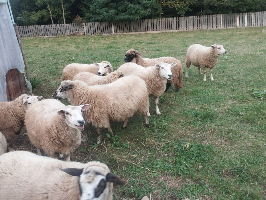Vând oi și berbeci texel