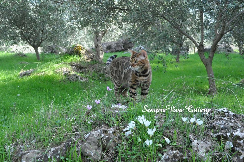 Бенгалско коте мъжко