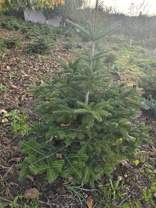 Brad normandian cu radacina