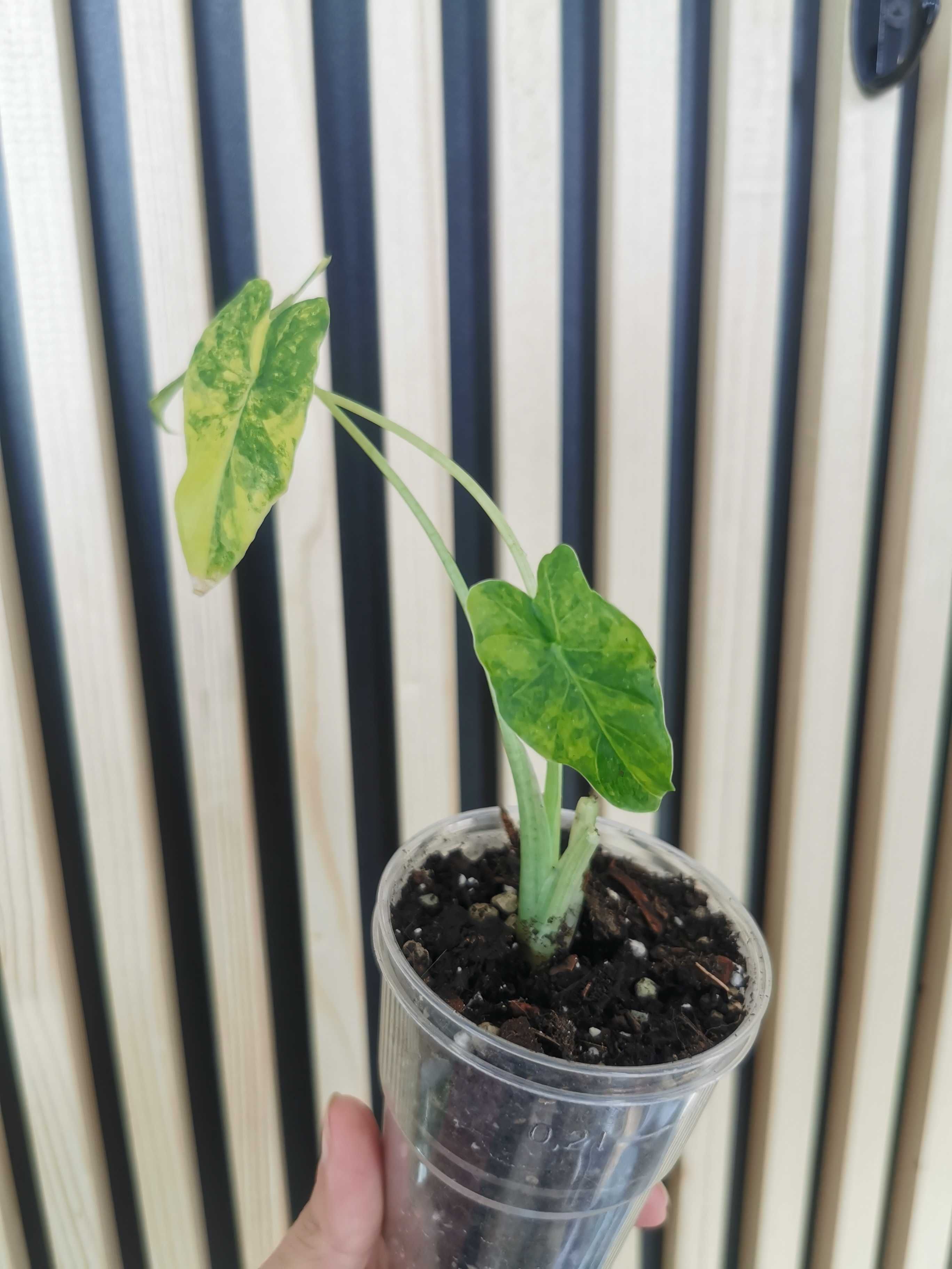 Alocasia odora aurea, Alocasia variegata