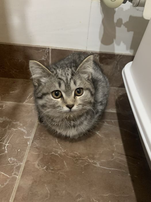 Продам котенка, 3 месяца