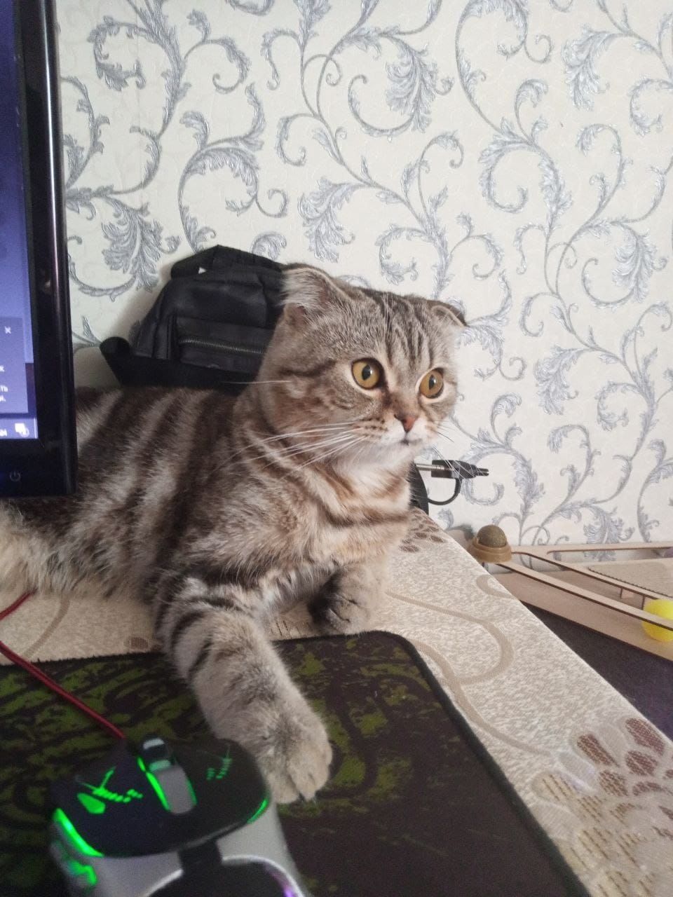 Кот для вязки ищет кошечку