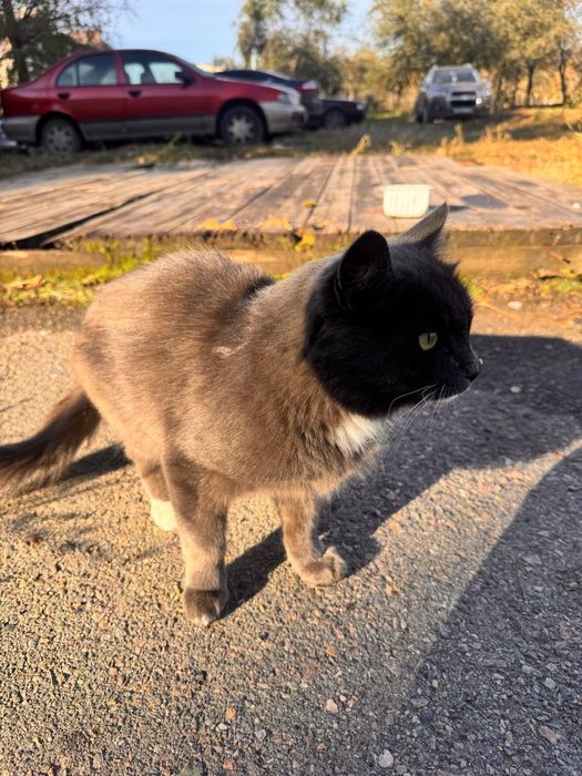 Котик в добрые руки