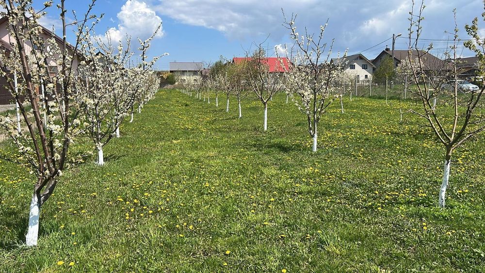 Teren intravilan 489mp Burdujeni