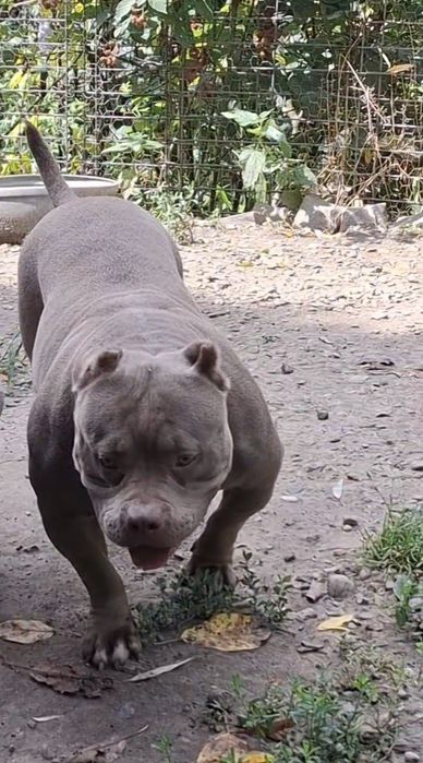Vând Femelă American Bully Pokett de 3 Ani cu Pedigree !!