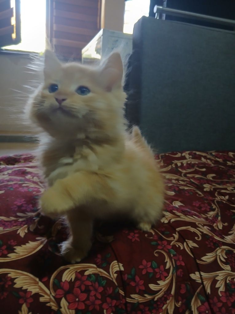 Продаётся котёнок мейн-кун с золотой шиншиллой