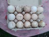 Vând ouă de curcă de curte, pentru incubat