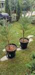 Sequoia Giganteum aclimatizat la ghiveci gata de plantat