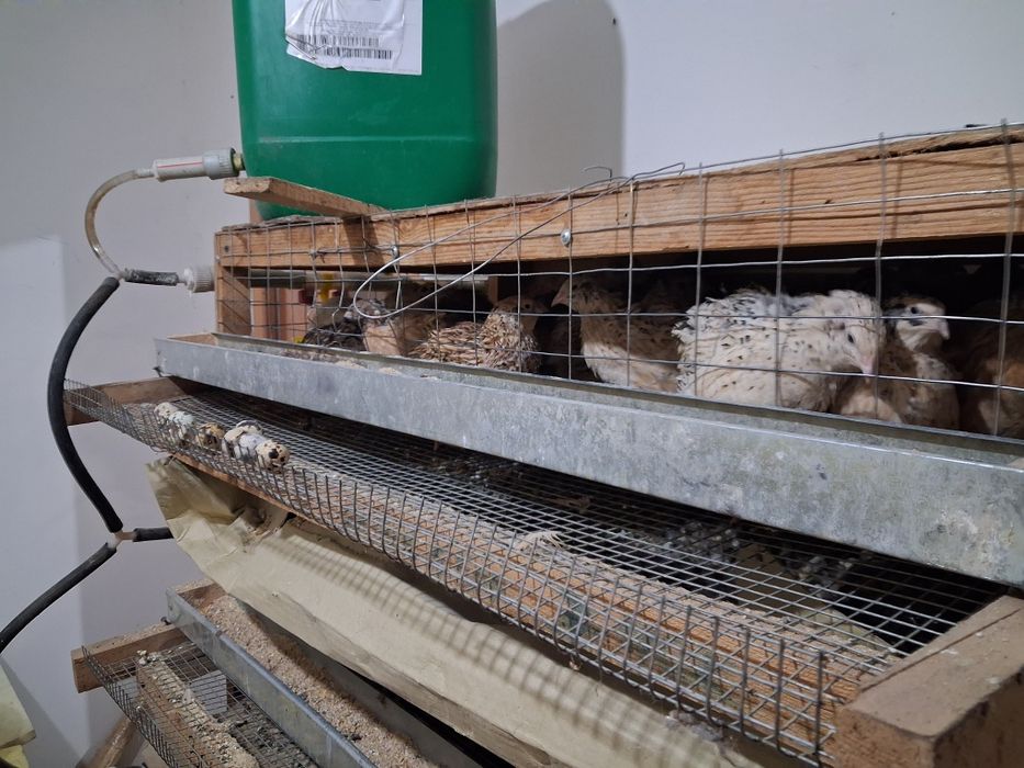 Перепелка от цеплять до несушки есть