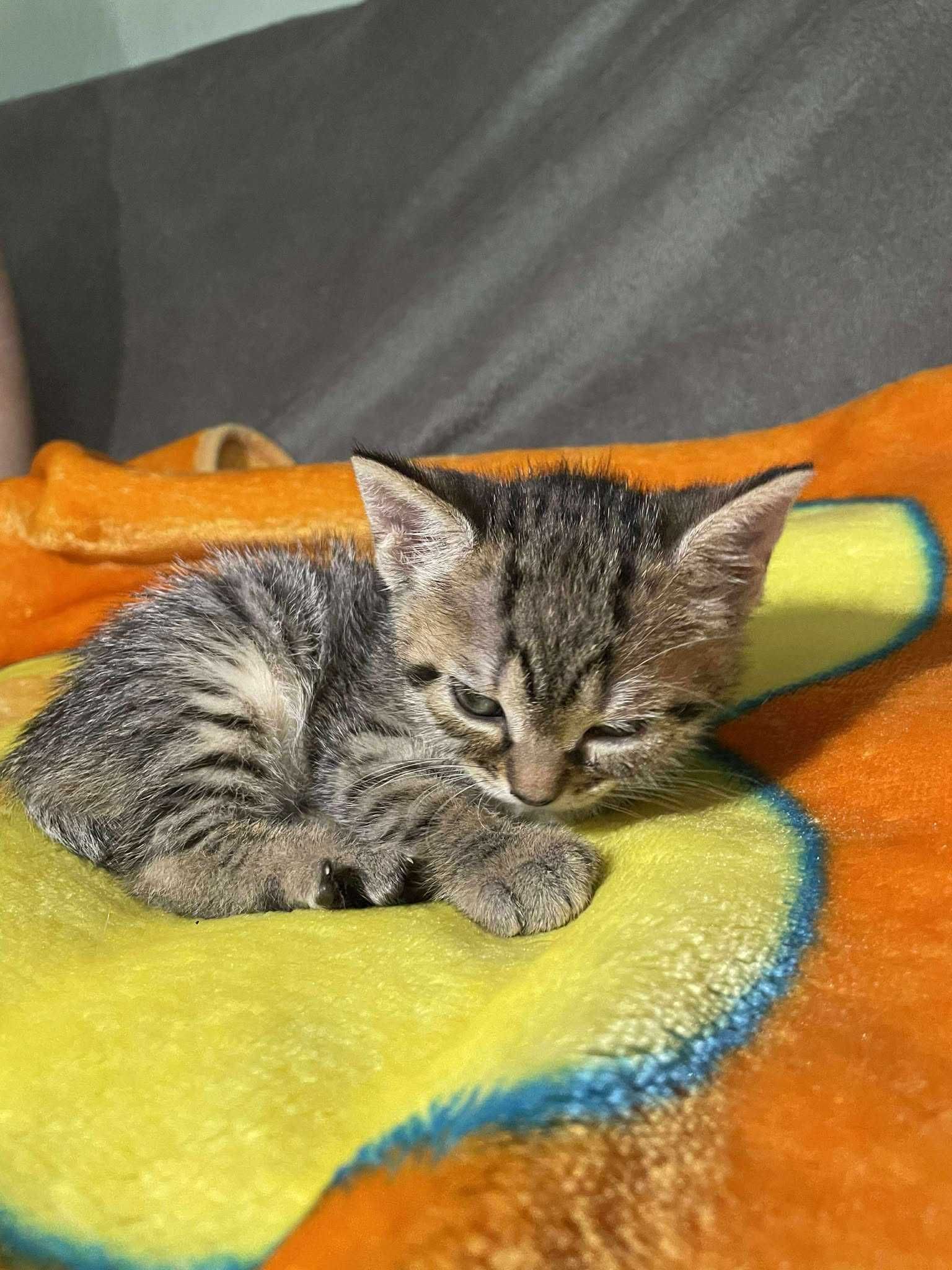pisoi mic pentru adoptie