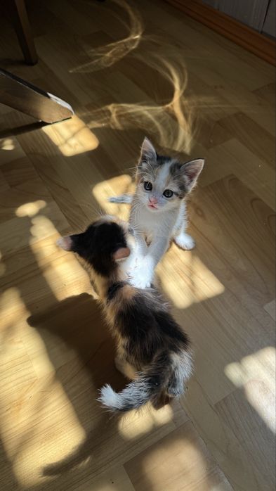 3-цветные котята