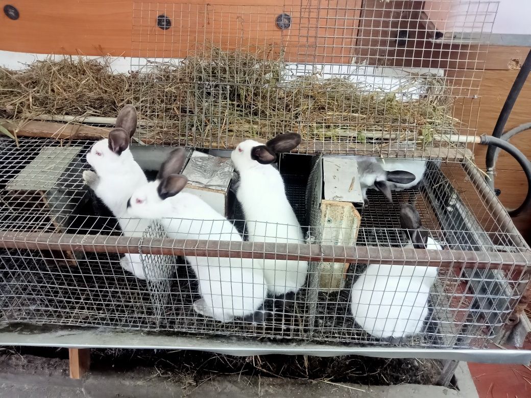 Продам кроликов породы "Калифорния"