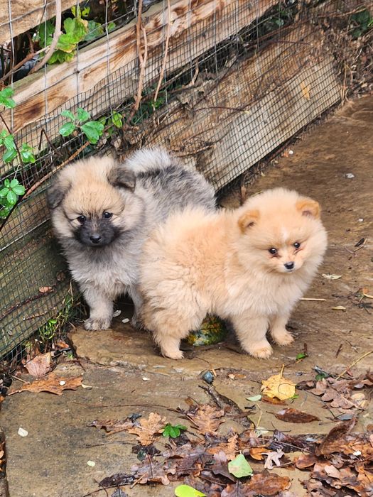 Померани Мини шпицове
