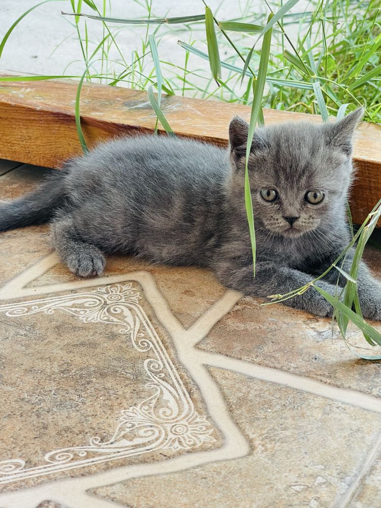 Котята чистокровные Шотладские Вислоухие