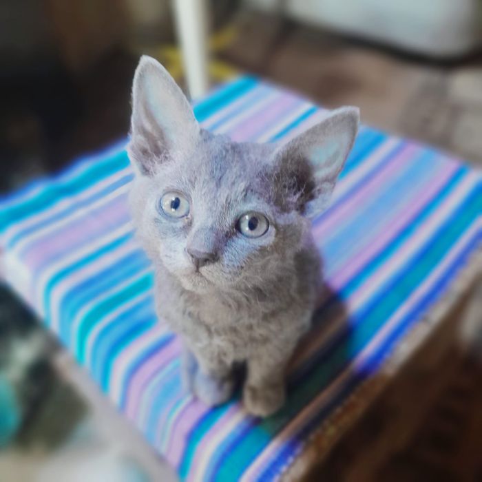 Пропал котёнок  кошка