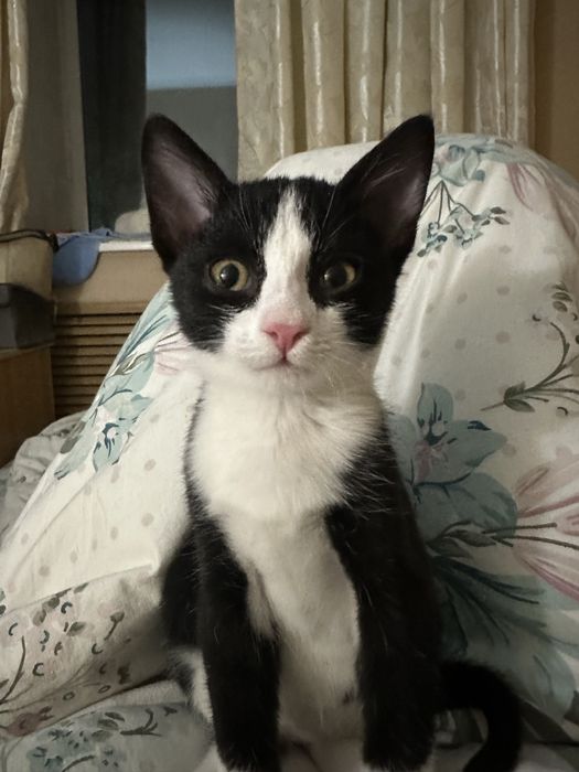 Котенок ищет дом