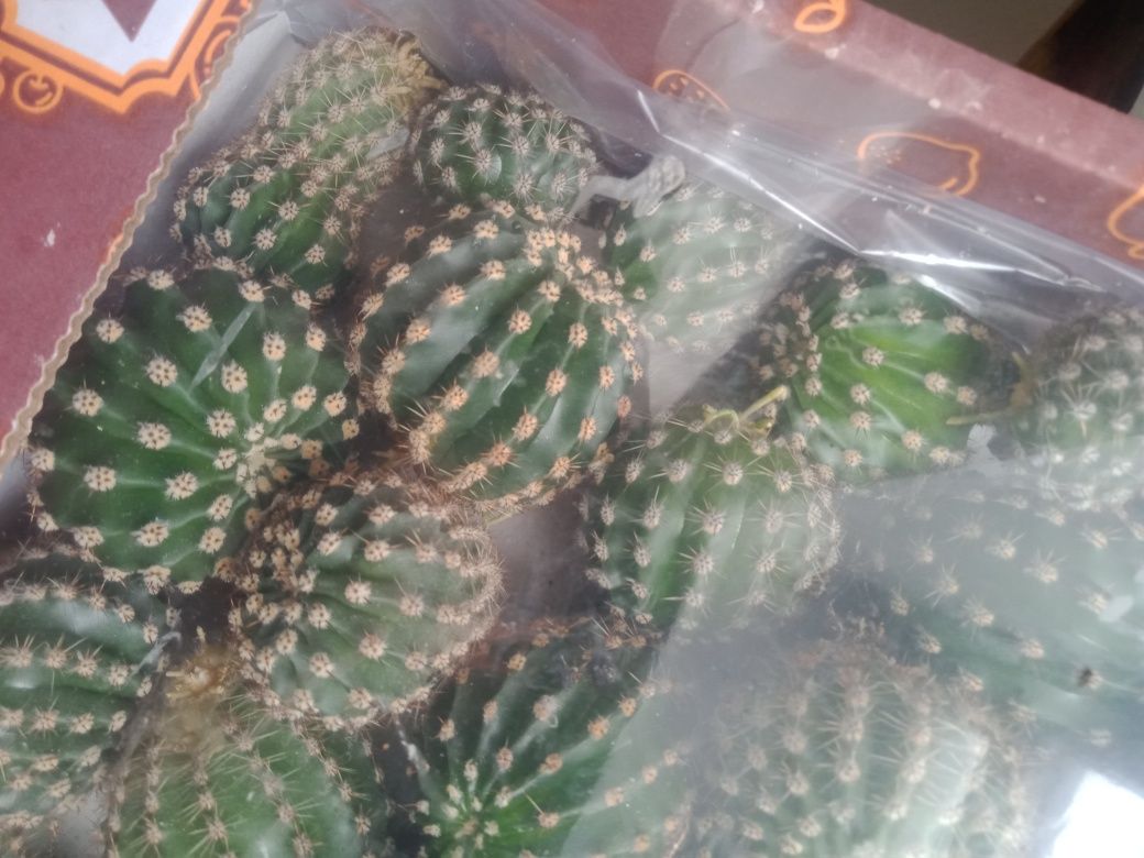 Срочно продам кактусы.
