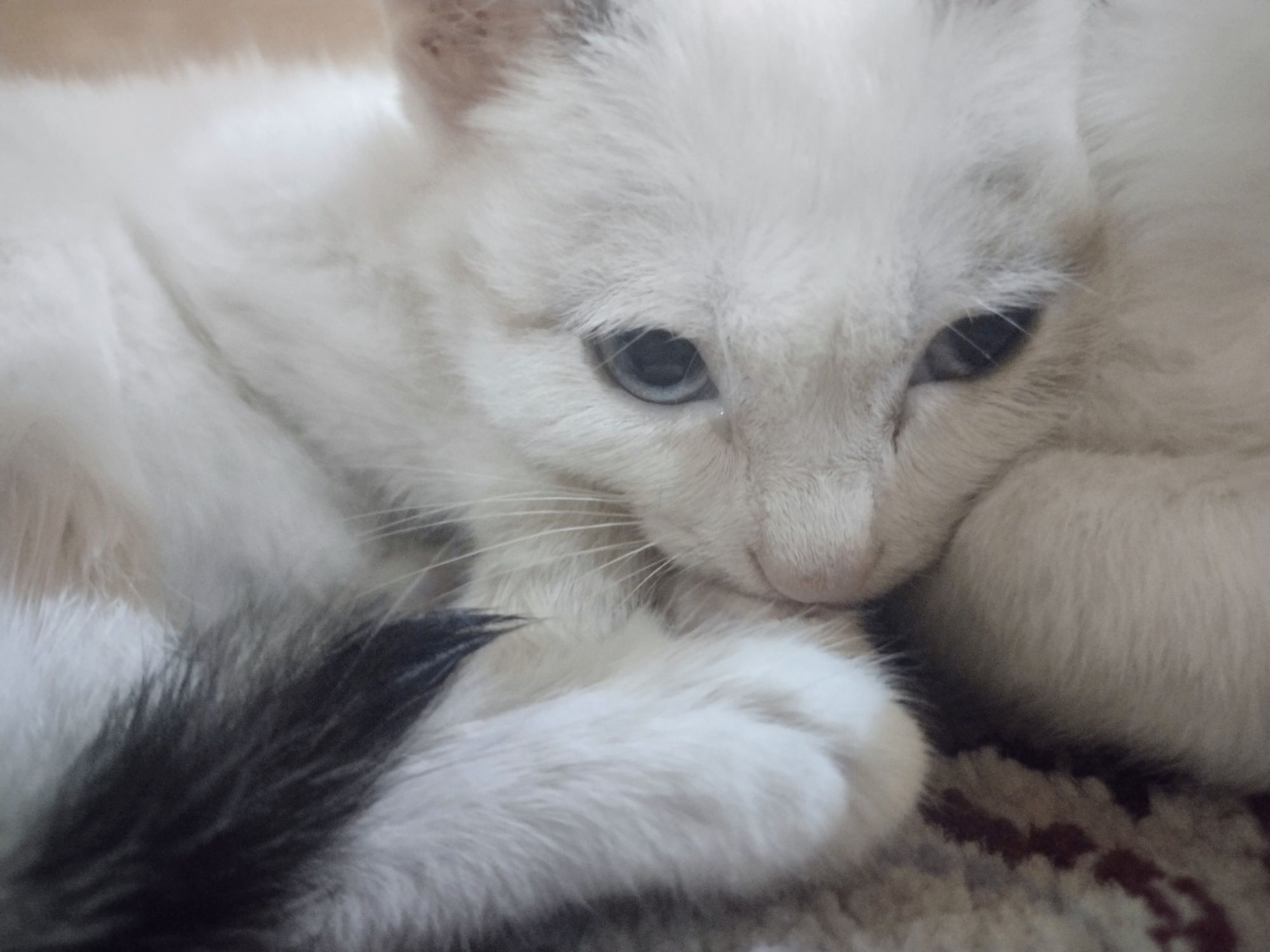 Mushuk tekinga zottor turetsky Angora