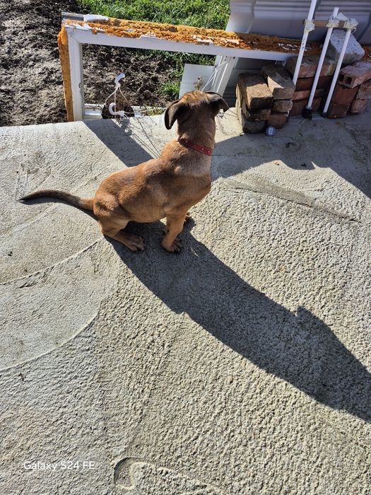 Pui Metis cu vaccinuri si deparazitări la zi