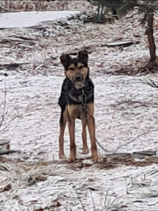 Отдам даром хорошего пса