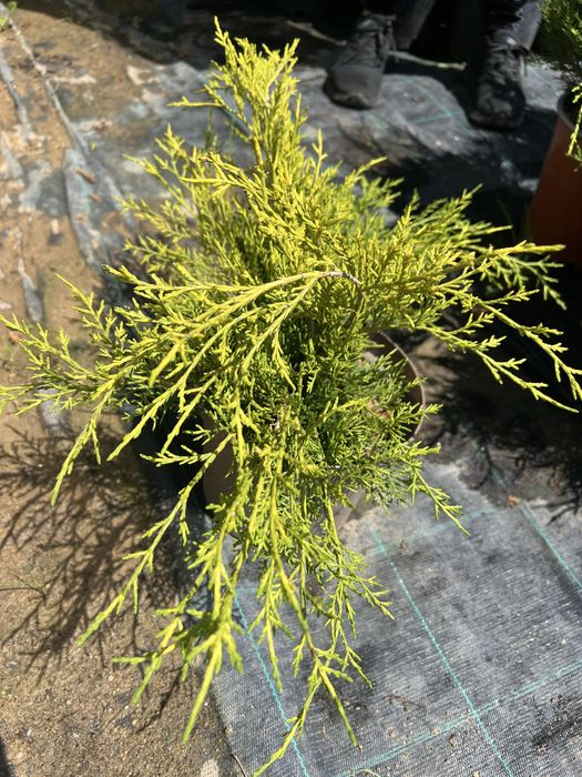 Iarba de pampas . Si multe alte speci de plante