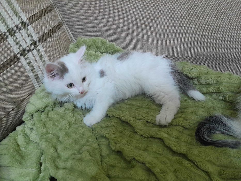 Отдам котят в добрые руки