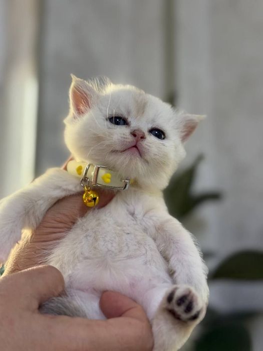 Скотиш страйт чистокровные мальчики и девочки