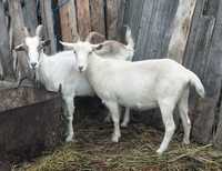 Продам дойных коз и козлят чистокровной альпийской породы