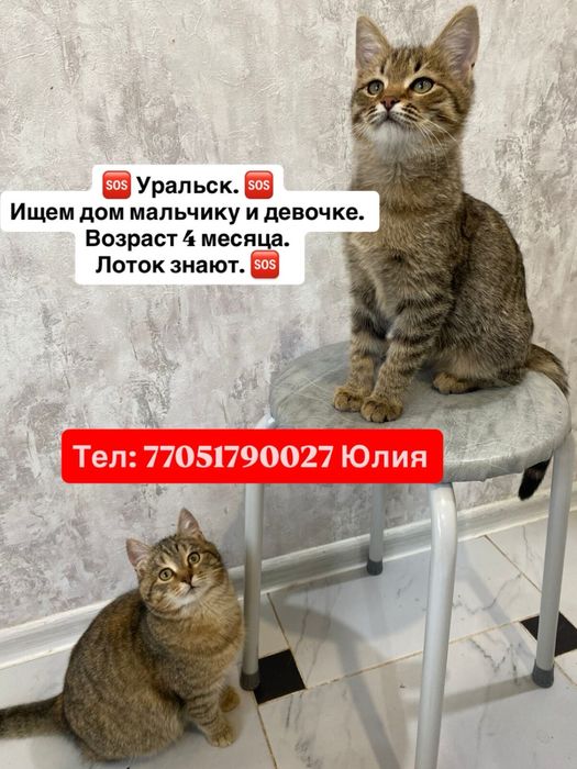 Отлам в хорошие руки