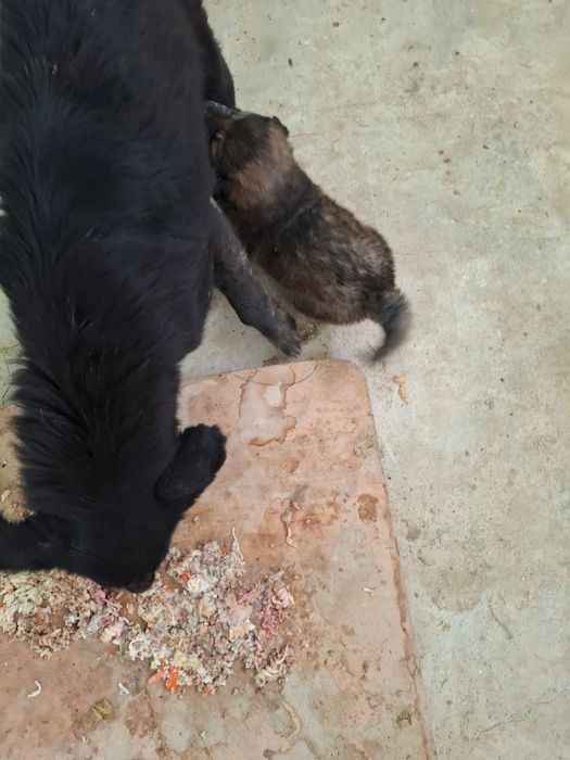 В добрые руки  щенок