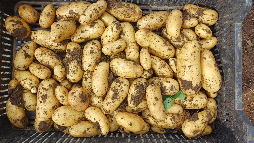 Cartofi Ambrine Francezi: Ideali pentru Salate și Rumenire la Cuptor!