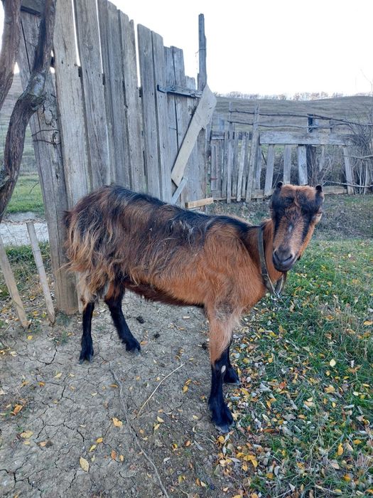 Vând capre gestante si țap